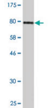 Monoclonal Anti-PDZD3 antibody produced in mouse