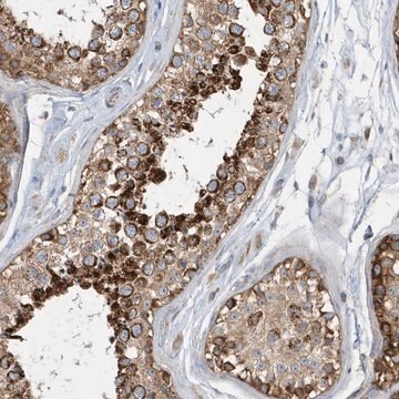 Anti-SPATA5 antibody produced in rabbit Prestige Antibodies&#174; Powered by Atlas Antibodies, affinity isolated antibody, buffered aqueous glycerol solution