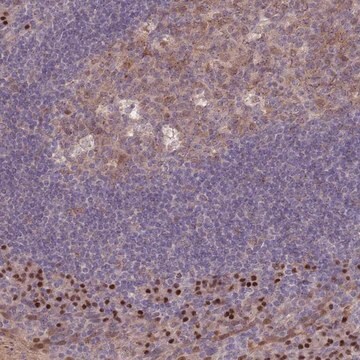 Anti-ERCC6L antibody produced in rabbit Prestige Antibodies&#174; Powered by Atlas Antibodies, affinity isolated antibody, buffered aqueous glycerol solution