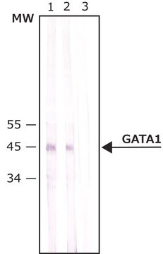 抗GATA1 ウサギ宿主抗体 affinity isolated antibody, buffered aqueous solution