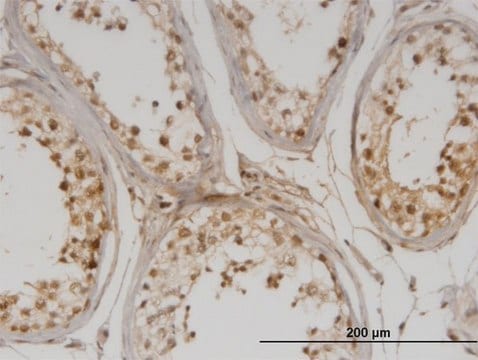 Monoclonal Anti-DMAP1 antibody produced in mouse clone 2G12, purified immunoglobulin, buffered aqueous solution