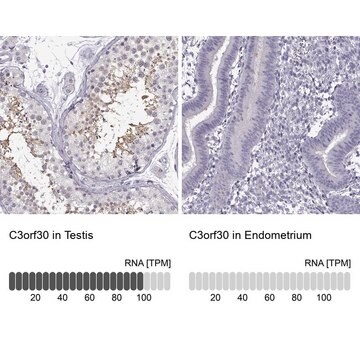 Anti-C3orf30 antibody produced in rabbit Prestige Antibodies&#174; Powered by Atlas Antibodies, affinity isolated antibody, buffered aqueous glycerol solution