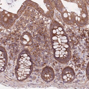 Anti-MFNG antibody produced in rabbit Prestige Antibodies&#174; Powered by Atlas Antibodies, affinity isolated antibody, buffered aqueous glycerol solution