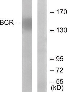 Anti-BCR antibody produced in rabbit affinity isolated antibody