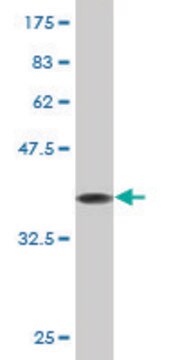 Monoclonal Anti-EIF4EBP1 antibody produced in mouse clone 1F7, purified immunoglobulin, buffered aqueous solution