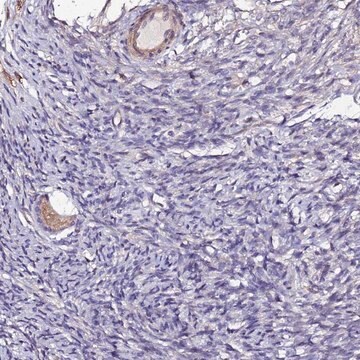 Anti-JRKL antibody produced in rabbit Prestige Antibodies&#174; Powered by Atlas Antibodies, affinity isolated antibody, buffered aqueous glycerol solution