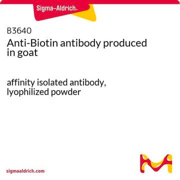 Anti-Biotine affinity isolated antibody, lyophilized powder