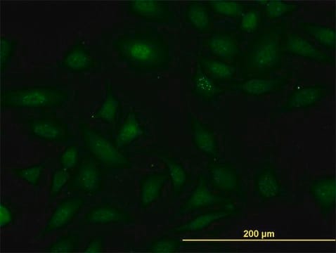 Monoclonal Anti-SUGT1 antibody produced in mouse clone 6G5, purified immunoglobulin, buffered aqueous solution