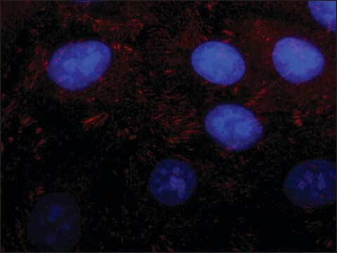 Anti-Kindlin-2 antibody produced in rabbit ~1.0&#160;mg/mL, affinity isolated antibody, buffered aqueous solution