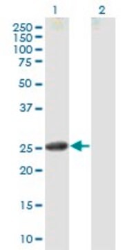 Anti-CNTF antibody produced in mouse purified immunoglobulin, buffered aqueous solution