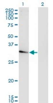 Monoclonal Anti-NACAL, (C-terminal) antibody produced in mouse clone 4H6, purified immunoglobulin, buffered aqueous solution