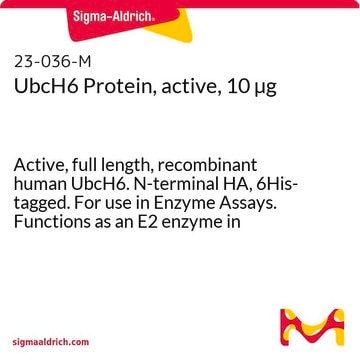 UbcH6 Protein, active, 10 &#181;g Active, full length, recombinant human UbcH6. N-terminal HA, 6His-tagged. For use in Enzyme Assays. Functions as an E2 enzyme in ubiquitination assays.