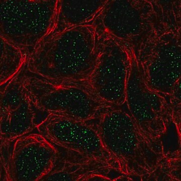 Anti-TBX6 antibody produced in rabbit Prestige Antibodies&#174; Powered by Atlas Antibodies, affinity isolated antibody