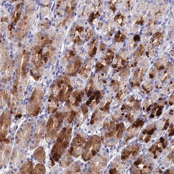 Anti-DRGX antibody produced in rabbit Prestige Antibodies&#174; Powered by Atlas Antibodies, affinity isolated antibody, buffered aqueous glycerol solution