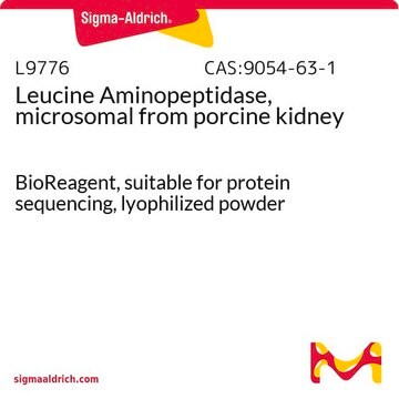 Leucine Aminopeptidase, microsomal from porcine kidney suitable for protein sequencing, BioReagent, lyophilized powder