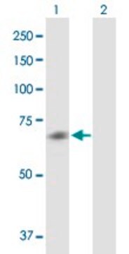 Anti-CHRM5 antibody produced in mouse purified immunoglobulin, buffered aqueous solution