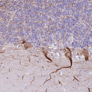 Anti-NBPF15 antibody produced in rabbit Prestige Antibodies&#174; Powered by Atlas Antibodies, affinity isolated antibody, buffered aqueous glycerol solution