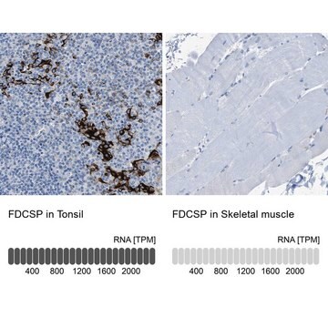 Anti-FDCSP antibody produced in rabbit Prestige Antibodies&#174; Powered by Atlas Antibodies, affinity isolated antibody, buffered aqueous glycerol solution