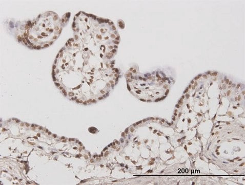 Monoclonal Anti-ATR, (C-terminal) antibody produced in mouse clone 1E9, purified immunoglobulin, buffered aqueous solution