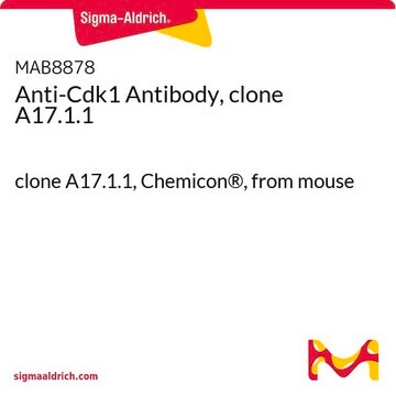 Anti-Cdk1 Antibody, clone A17.1.1 clone A17.1.1, Chemicon&#174;, from mouse