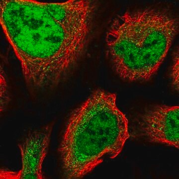 Anti-ZNF281 antibody produced in rabbit affinity isolated antibody, buffered aqueous glycerol solution