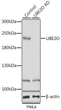 Anti-UBE2O antibody produced in rabbit