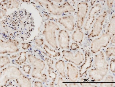 Monoclonal Anti-NXF3 antibody produced in mouse clone 3A9, purified immunoglobulin, buffered aqueous solution