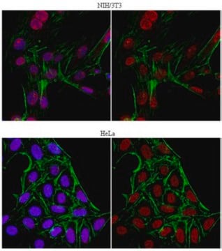 Anticorps anti-JHDM1B from rabbit, purified by affinity chromatography