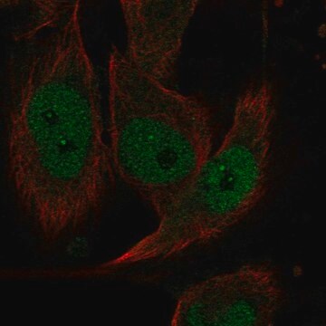 Anti-EVI2A antibody produced in rabbit Prestige Antibodies&#174; Powered by Atlas Antibodies, affinity isolated antibody