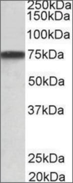 Anti-GRN antibody produced in goat affinity isolated antibody, buffered aqueous solution