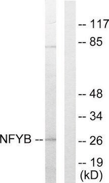 Anti-NFYB antibody produced in rabbit affinity isolated antibody