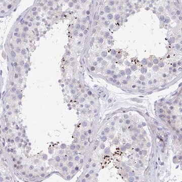 Anti-MROH2B antibody produced in rabbit Prestige Antibodies&#174; Powered by Atlas Antibodies, affinity isolated antibody, buffered aqueous glycerol solution