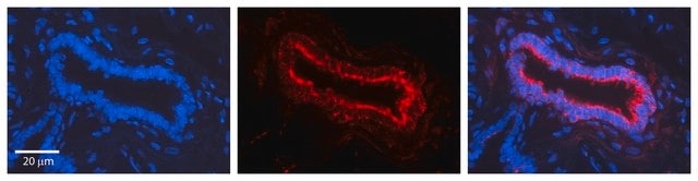 Anti-NOTCH1 antibody produced in rabbit affinity isolated antibody