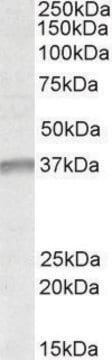 Anti-UTF1 antibody produced in goat affinity isolated antibody, buffered aqueous solution