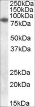 Anti-CYBB antibody produced in goat affinity isolated antibody, buffered aqueous solution