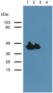 Monoclonal Anti-Actin (muscle) antibody produced in mouse clone HHF35