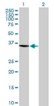 Anti-ASTE1, (N-terminal) antibody produced in mouse purified immunoglobulin, buffered aqueous solution