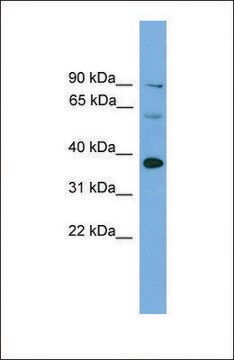 Anti-Irf1 antibody produced in rabbit affinity isolated antibody