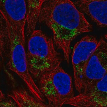 Anti-NAT14 antibody produced in rabbit Prestige Antibodies&#174; Powered by Atlas Antibodies, affinity isolated antibody