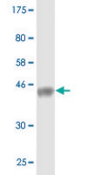 Monoclonal Anti-WWP1 antibody produced in mouse clone 2B7, purified ...