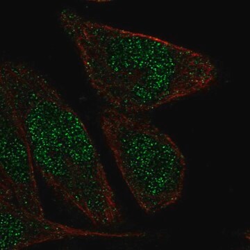 Anti-ZNF610 antibody produced in rabbit Prestige Antibodies&#174; Powered by Atlas Antibodies, affinity isolated antibody