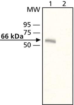 Anti-Munc-18-3 antibody produced in rabbit affinity isolated antibody, buffered aqueous solution