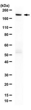 抗-Cas9抗体（D10A/H840A 突变体） from rabbit, purified by affinity chromatography