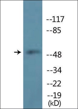 Anti-phospho-TUBA1/3/4 (pTyr272) antibody produced in rabbit affinity isolated antibody