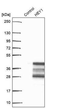 Anti-HEY1 antibody produced in rabbit Prestige Antibodies&#174; Powered by Atlas Antibodies, affinity isolated antibody, buffered aqueous glycerol solution