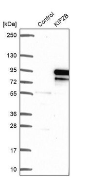 Anti-KIF2B antibody produced in rabbit Prestige Antibodies&#174; Powered by Atlas Antibodies, affinity isolated antibody, buffered aqueous glycerol solution, ab2