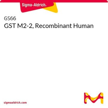 GST M2-2, Recombinant Human