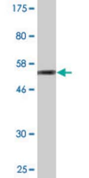 Monoclonal Anti-STXBP4 antibody produced in mouse clone 2B12, purified immunoglobulin, buffered aqueous solution