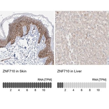 Anti-ZNF710 antibody produced in rabbit Prestige Antibodies&#174; Powered by Atlas Antibodies, affinity isolated antibody, buffered aqueous glycerol solution, ab1