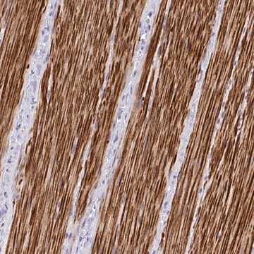 Anti-C19orf68 antibody produced in rabbit Prestige Antibodies&#174; Powered by Atlas Antibodies, affinity isolated antibody, buffered aqueous glycerol solution